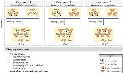 Transgenerational Effects of Parental Diet on Offspring Development and Disease Resistance in Flies